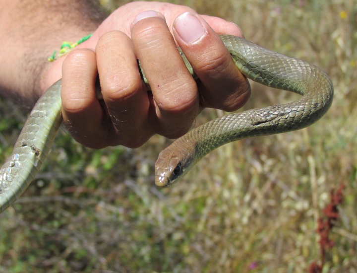 Western Yellowbelly Racer